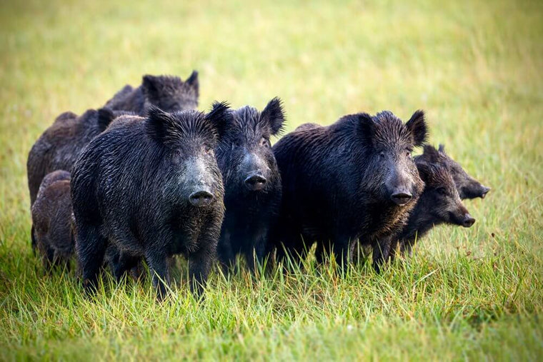 Wild Boar