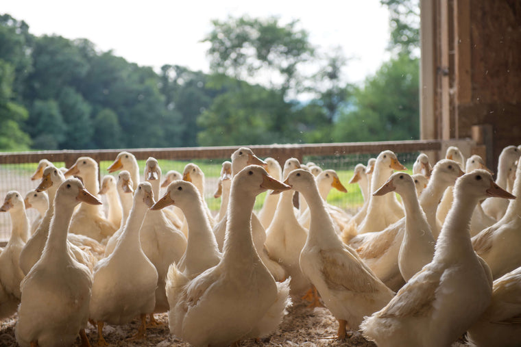 Sustainably Raised Duck